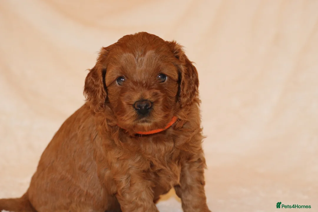 Cavapoo dogs for sale: Cavapoo 🐶 - Advert 1