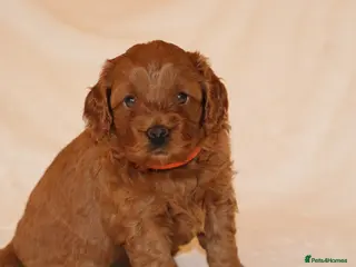 Cavapoo dogs Cavapoo 🐶 - Advert 17