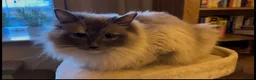 Ragdoll cats for sale: Stunning Ragdoll kittens Flame & Bicolour  - Advert 9