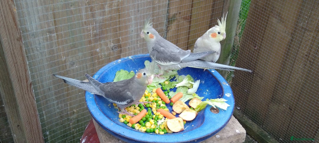 Cockatiels birds for sale: Lovely  cockatiels  - Image 5