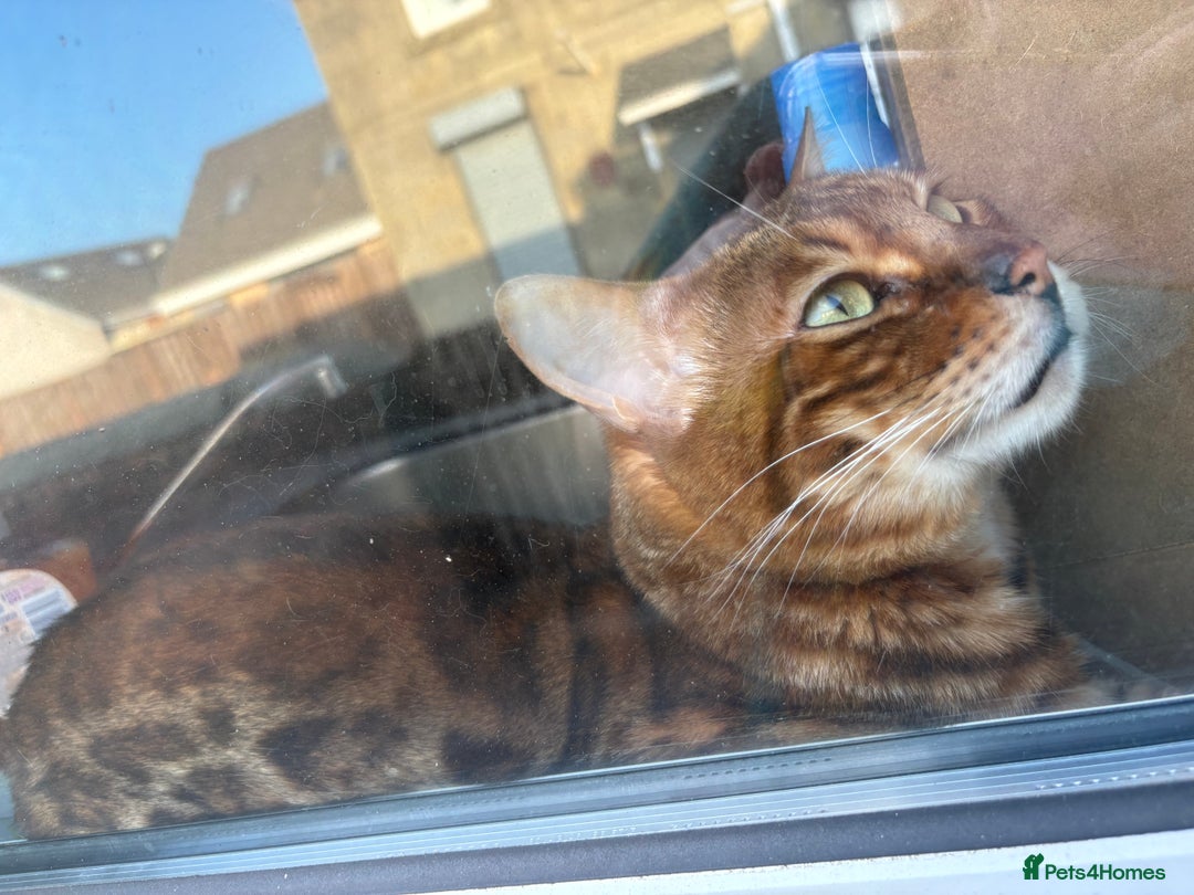 Bengal cats for sale: Male Bengal  - Image 5