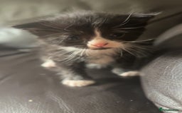 British Longhair cats for sale: 5 beautiful kittens for sale - Image 2
