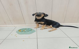 Mixed Breed dogs for adoption: 💖🐶 POLLY 🐶💖 - Image 6