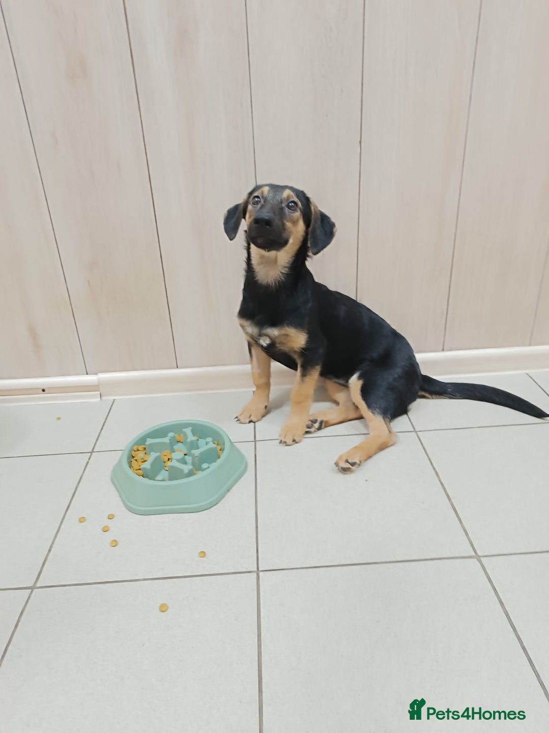 Mixed Breed dogs for adoption: 💖🐶 POLLY 🐶💖 - Image 6
