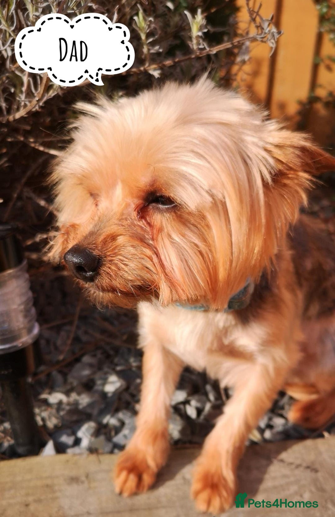 Yorkshire Terrier dogs for sale: Pure Yorkshire Terrier Puppies  - Advert 7