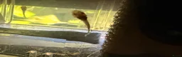 Plecos fish for sale: Super Red Line Bristlenose Pleco Fry – Home Bred in Romford - Advert 2