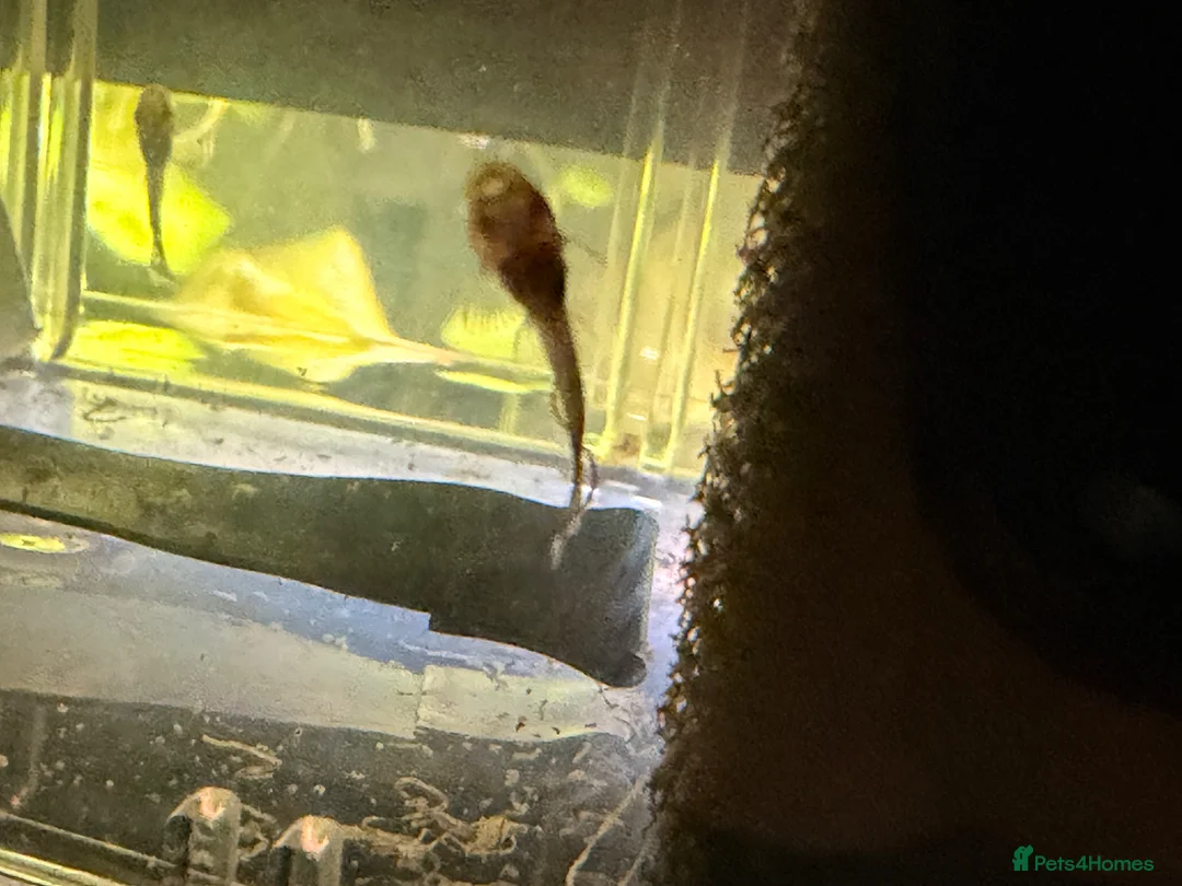 Plecos fish for sale: Super Red Line Bristlenose Pleco Fry – Home Bred in Romford - Advert 2
