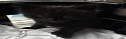 Maine Coon cats for sale:  Cross maine coon kittens - Advert 14