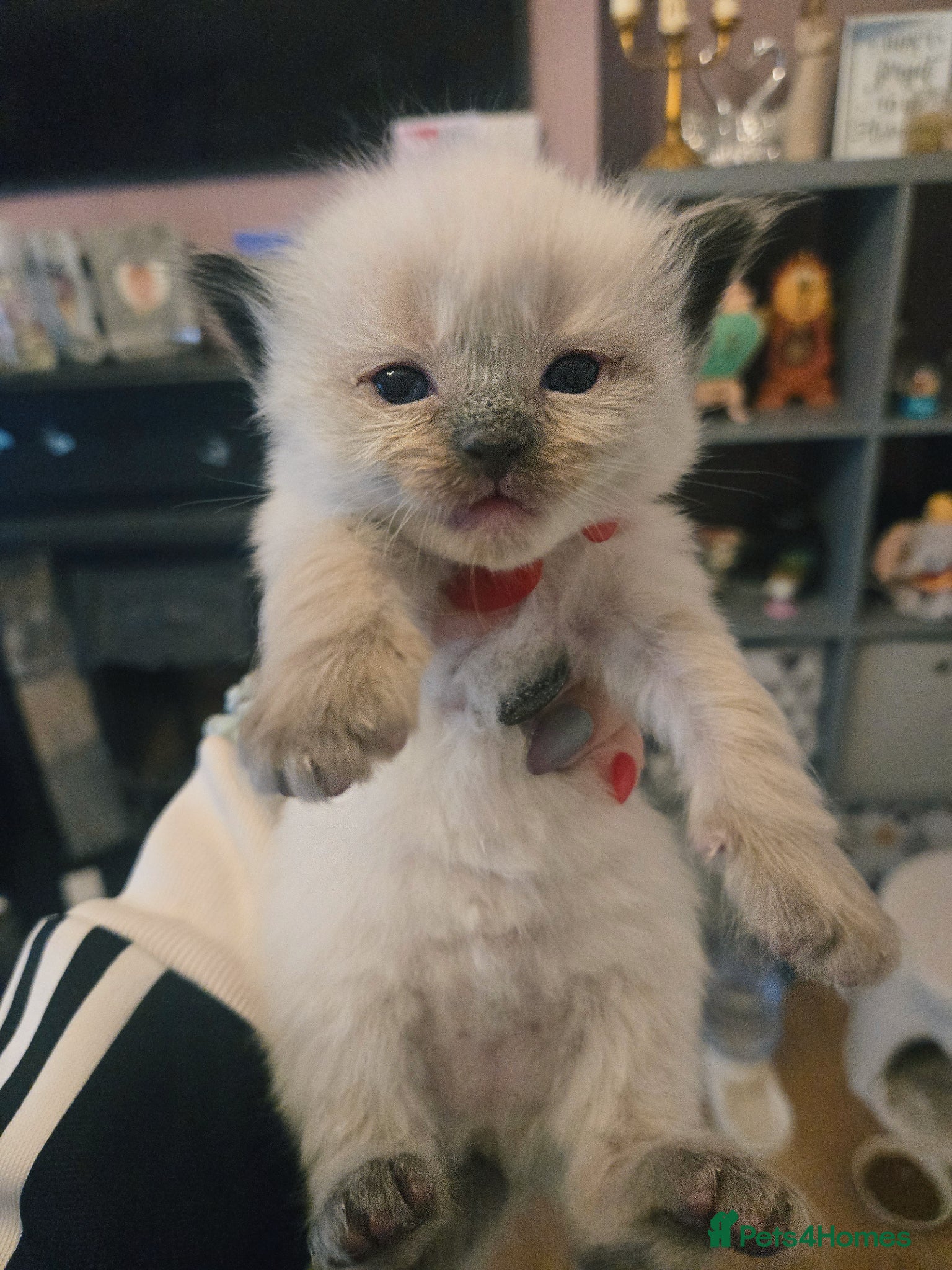 Ragdoll cats for sale: Stunning litter of Purebred Ragdoll kittens - Advert 35