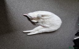 European cats for sale: White the Cat is Looking for a Loving Home - Image 1