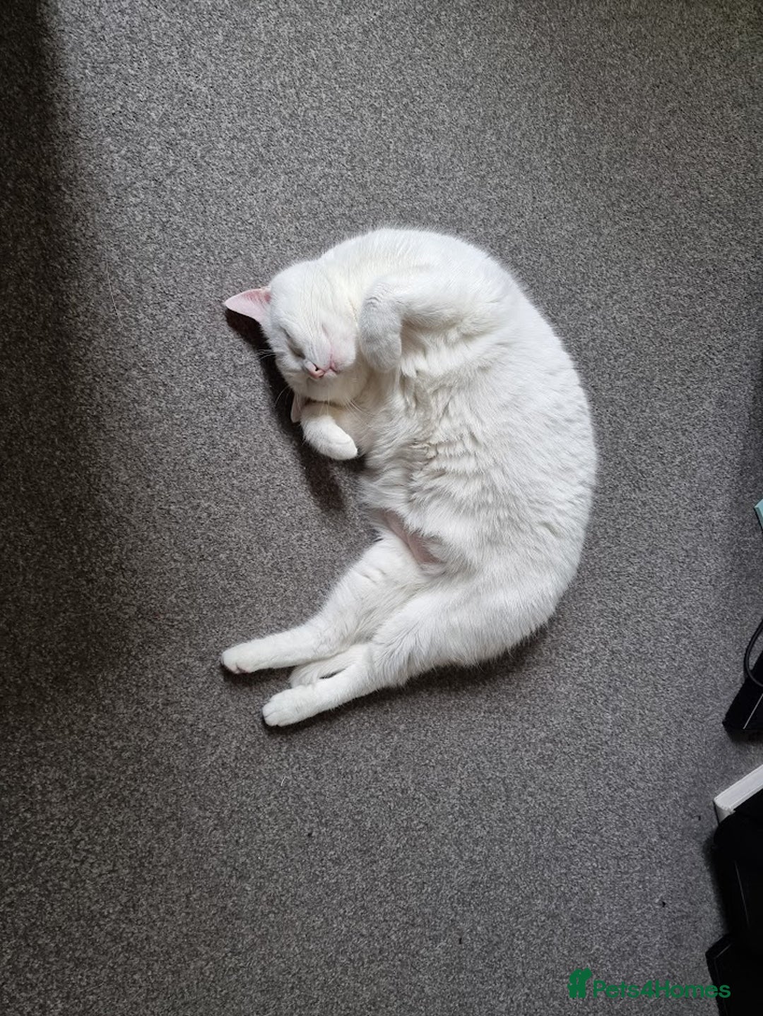European cats for sale: White the Cat is Looking for a Loving Home - Image 1