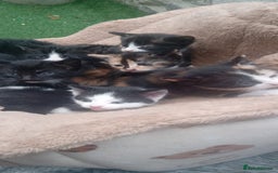 Mixed Breed cats for sale: Last 3 boys leady now  stunning kittens for sale - Image 2