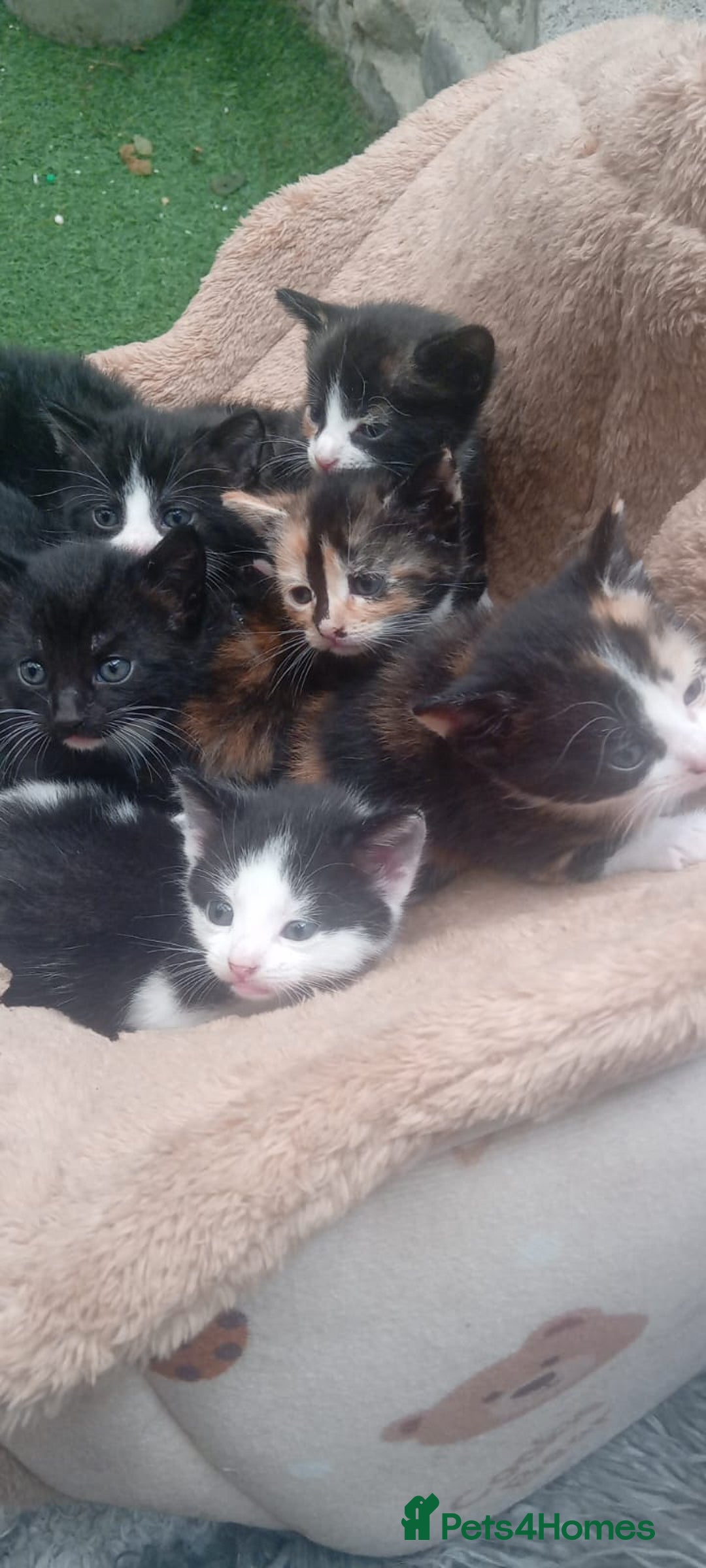 Mixed Breed cats for sale: Last 3 boys leady now  stunning kittens for sale - Image 2