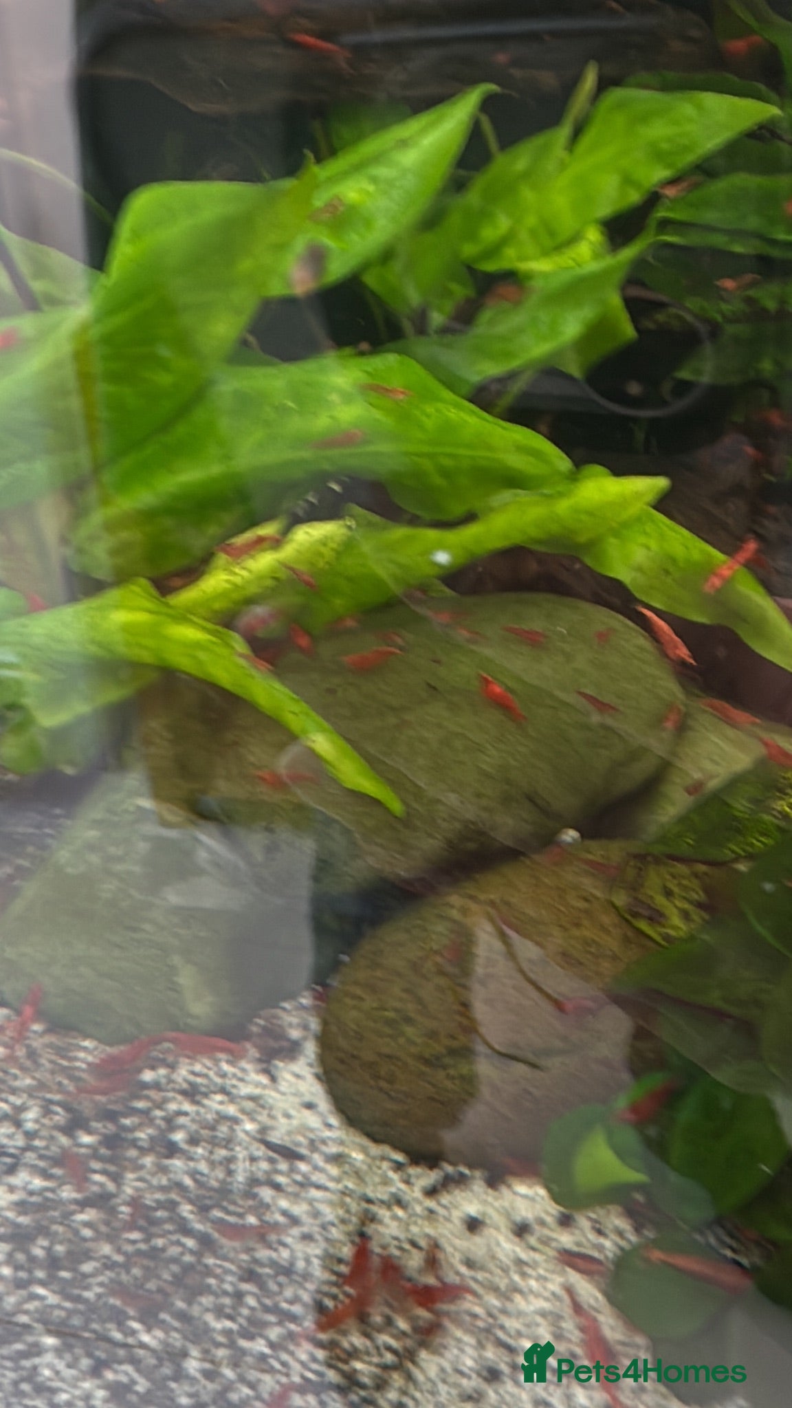 Shrimps fish Red cherry shrimp  - Advert 1