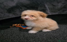Mixed Breed dogs for sale: Maltipoo/German Spitz Cross (last puppy) - Image 7