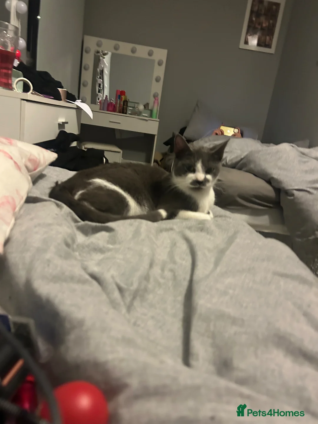 Mixed Breed cats for sale: Boy left of cat litter in Northampton - Advert 1