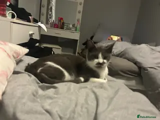 Mixed Breed cats Boy left of cat litter - Advert 1