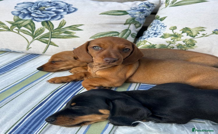 Miniature Dachshund dogs - Advert 14
