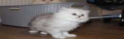 Persian cats for sale: Two Exquisite Persian Chinchilla Doll Face Kittens - Advert 7