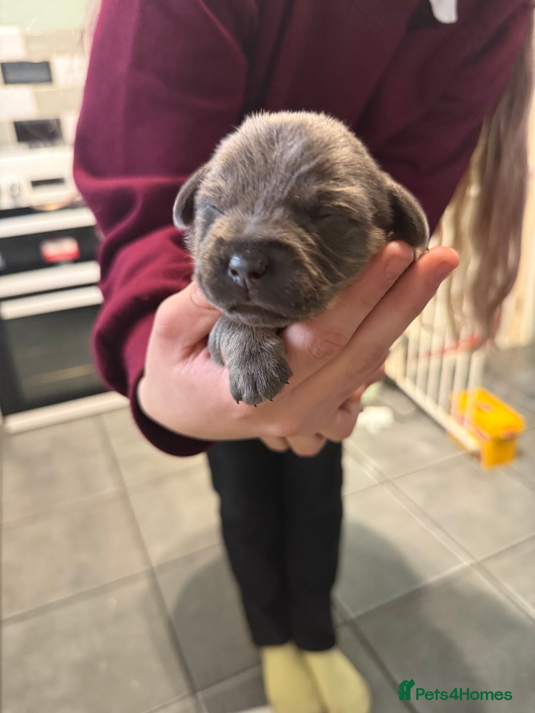 Mixed Breed dogs for sale: Adorable frenchie mix - Image 7