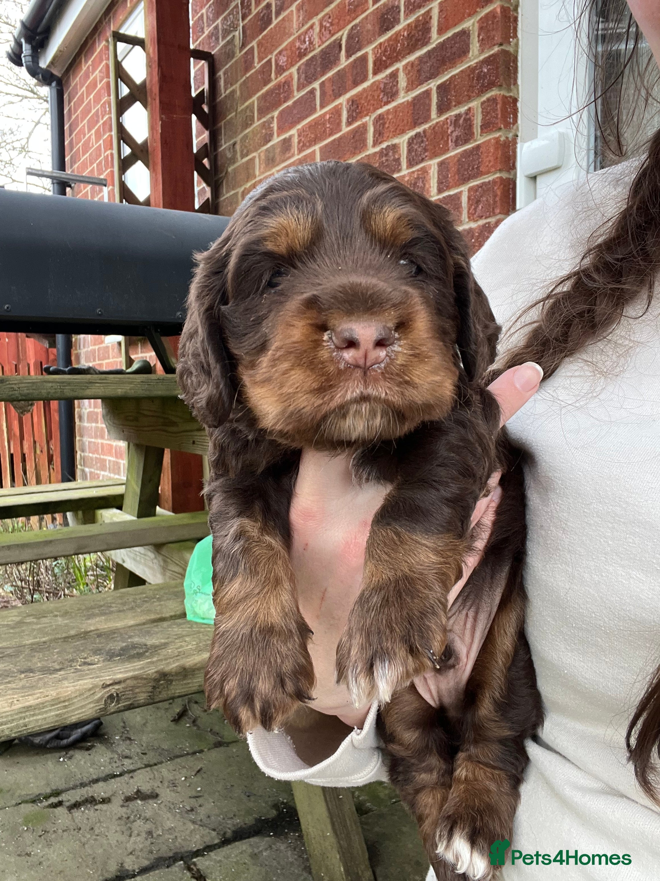 Cocker Spaniel dogs Beautiful boy puppy  in Salisbury - Advert 1