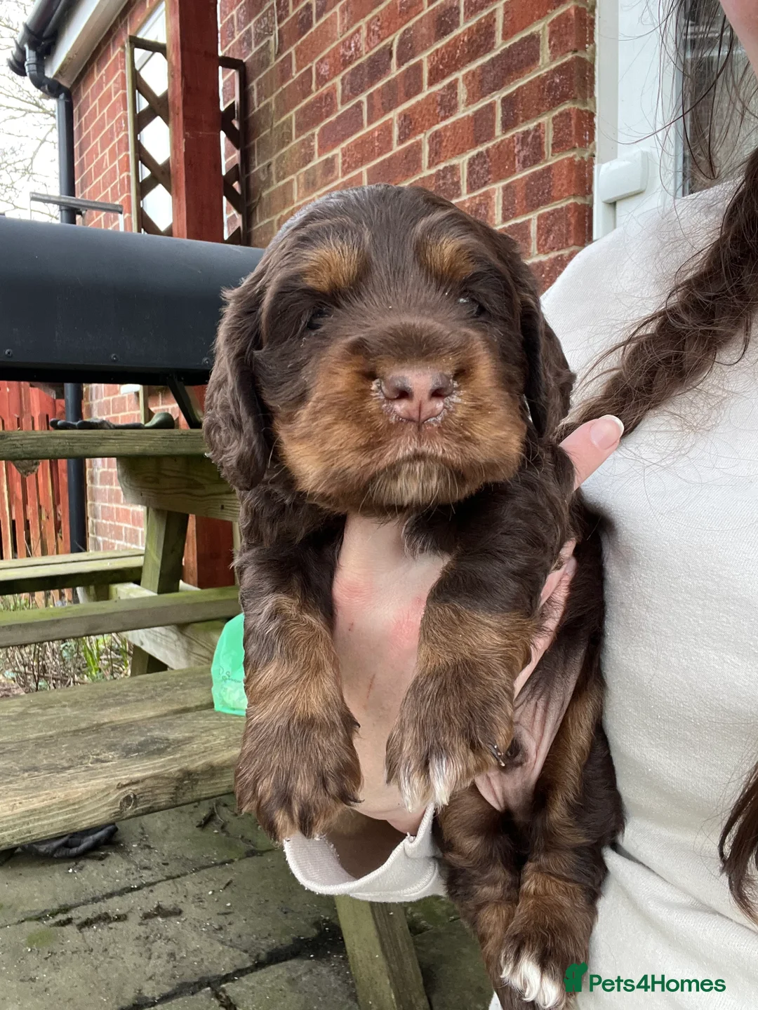 Cocker Spaniel dogs for sale: Beautiful boy puppy  in Salisbury - Advert 1