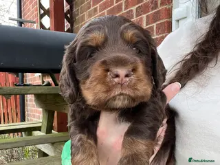 Cocker Spaniel dogs Beautiful boy puppy in Salisbury - Advert 1