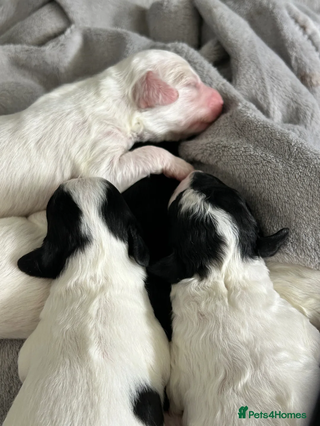 Mixed Breed dogs for sale: STUNNING SHIHPOO X SPROODLE PUPPIES in Sutton Coldfield - Advert 13