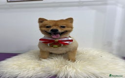 German Spitz dogs for stud: German Spitz Stud - Advert 4