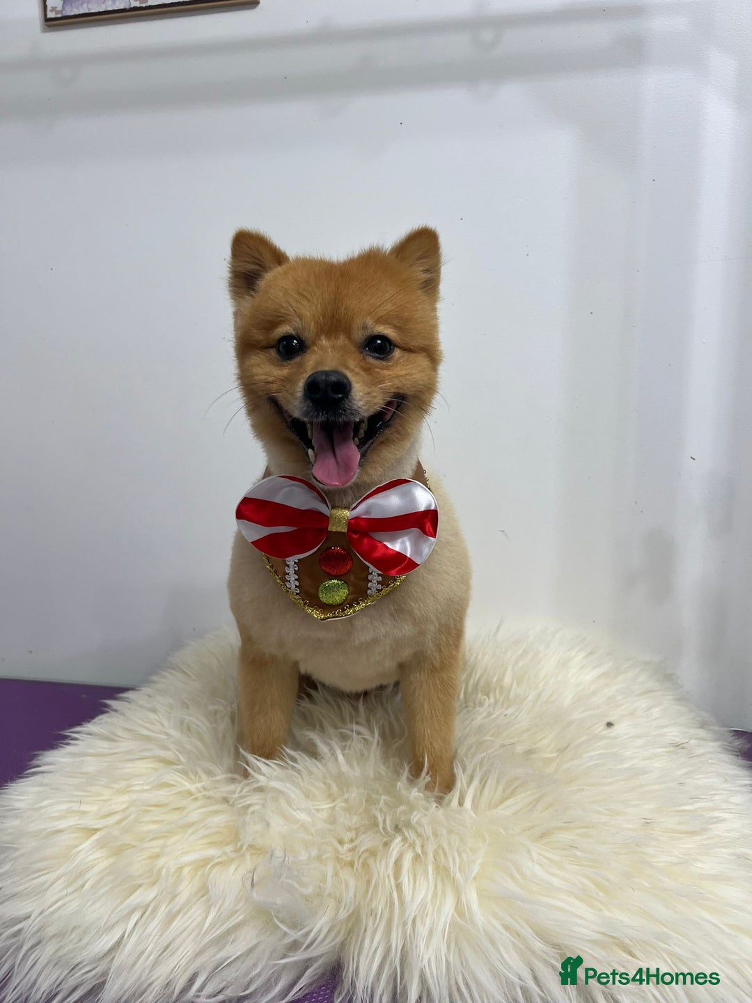 German Spitz dogs for stud: German Spitz Stud - Advert 4