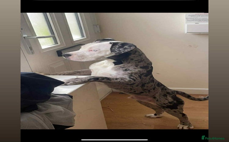 Mixed Breed dogs - Advert 5