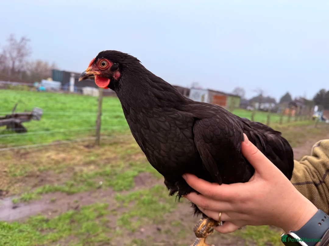 Chickens poultry for sale: Wyandotte Bantam Point of Lay  - Advert 2