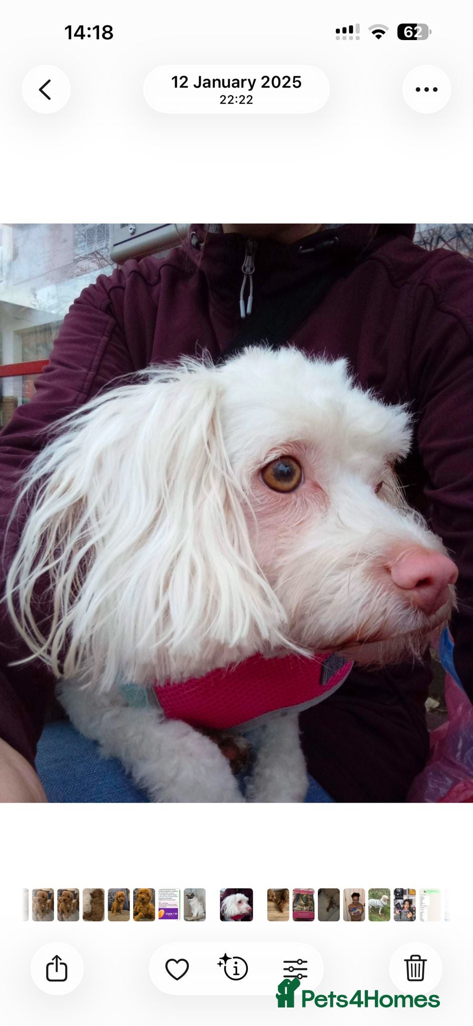 Cavapoochon dogs for sale: Stunning F1 Cavapoochon Puppies Healthy and Ready  in London - Advert 7