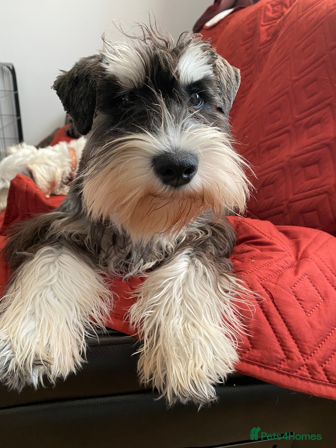 Miniature Schnauzer dogs for sale: 5*MINIATURE SCHNAUZER PUPPIES - Image 15