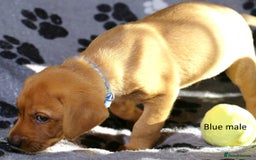 Labrador Retriever dogs for sale: Fox red labrador pups ready now - Image 5
