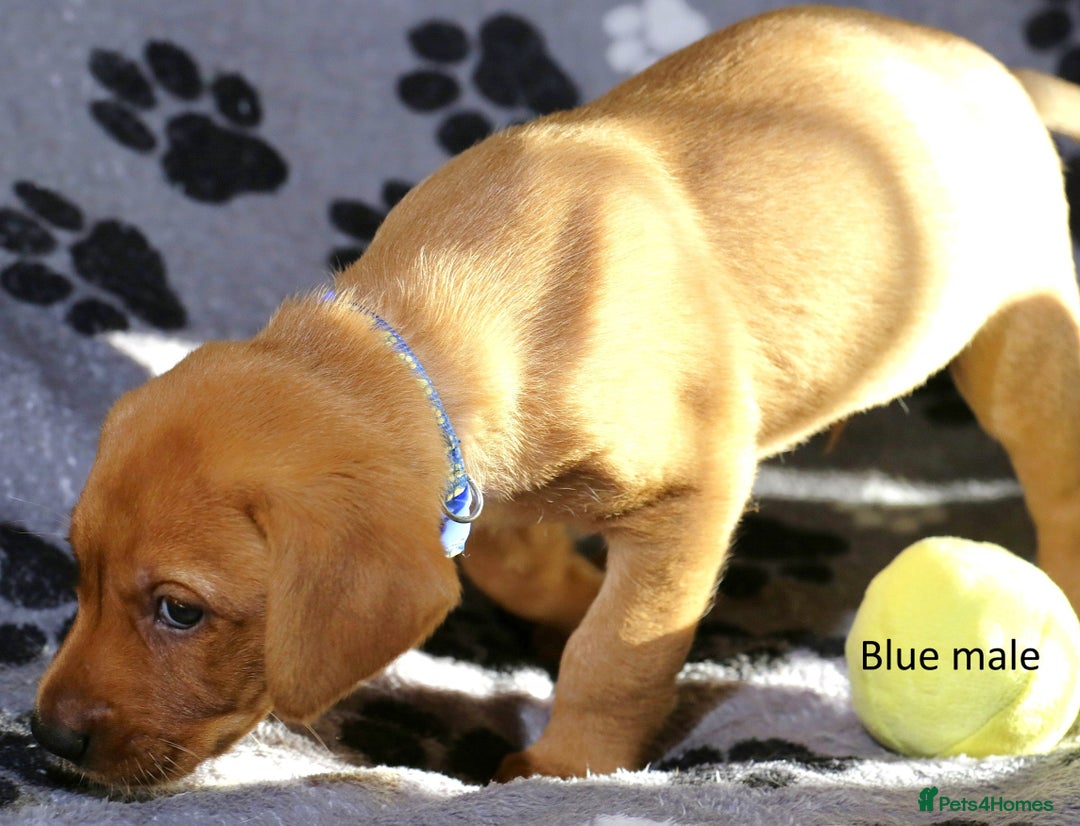 Labrador Retriever dogs for sale: Fox red labrador pups ready now - Image 5
