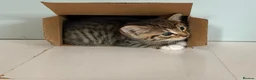 Mixed Breed cats for sale: Litter of 6 Gorgeous kittens  - Advert 5