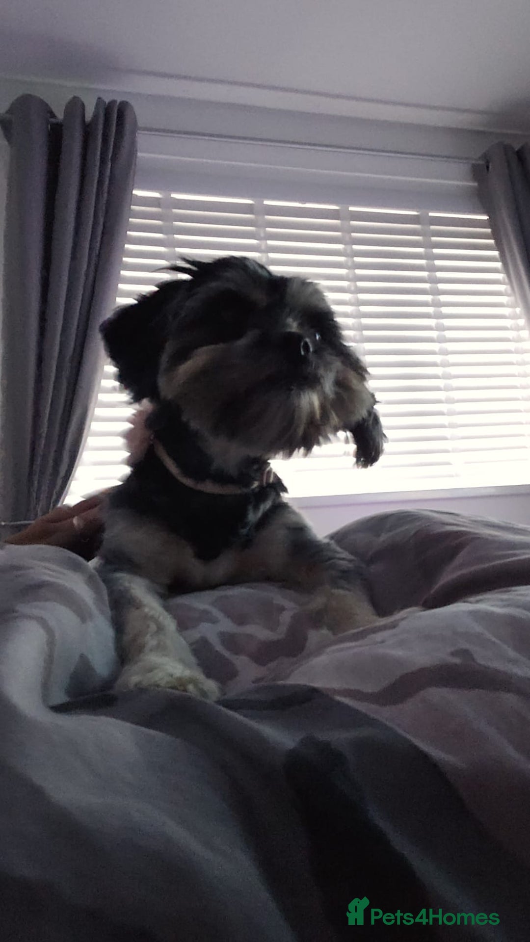 Malshi dogs for sale: Brandi shihtzu x - Image 3