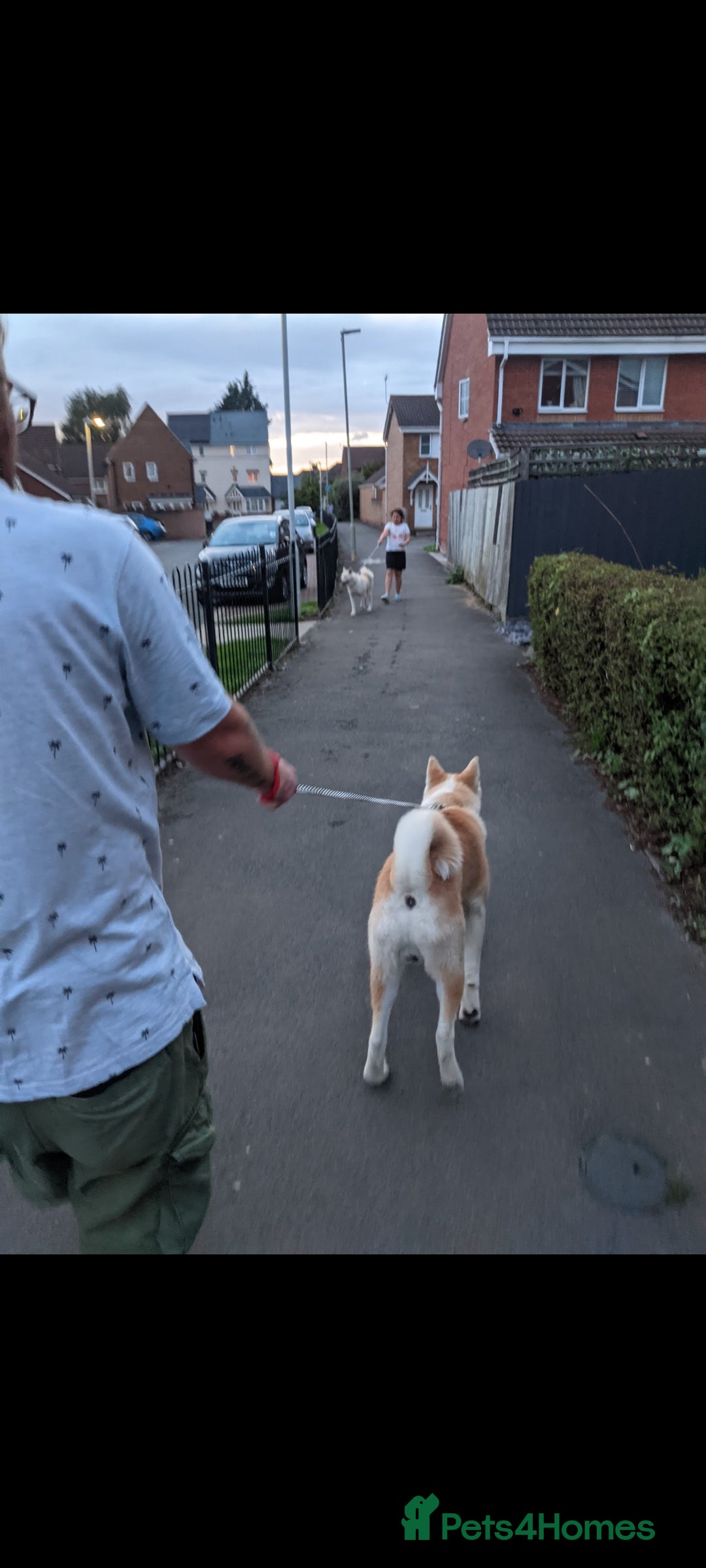 Akita dogs for sale: Rehoming two dogs – Akita Inu & Akita Shiba - Advert 4