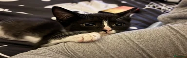 Ragdoll 1