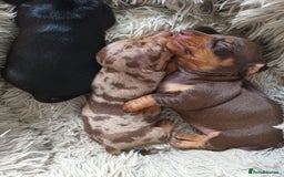 Dachshund dogs for sale: Mini Chocolate dapple sausage/daschunds puppies - Image 4