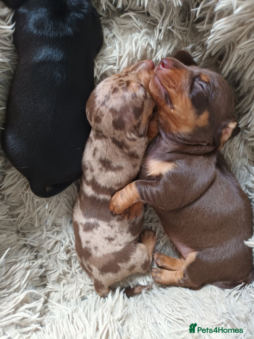 Dachshund dogs for sale: Mini Chocolate dapple sausage/daschunds puppies - Image 4
