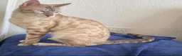 Bengal cats for sale: Snow Bengal Urgent rehome in Rowley Regis - Advert 2
