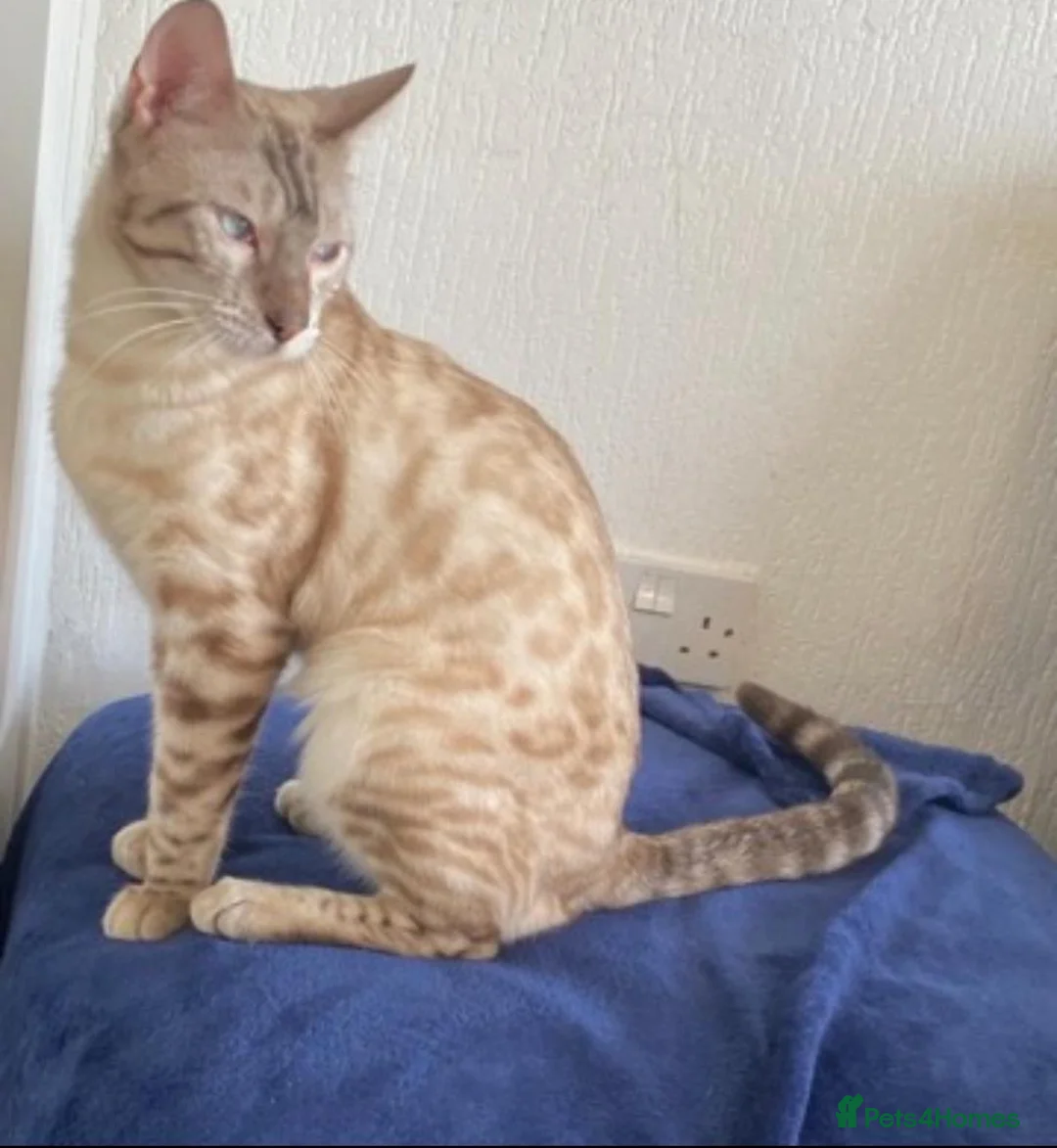 Bengal cats for sale: Snow Bengal Urgent rehome in Rowley Regis - Advert 2