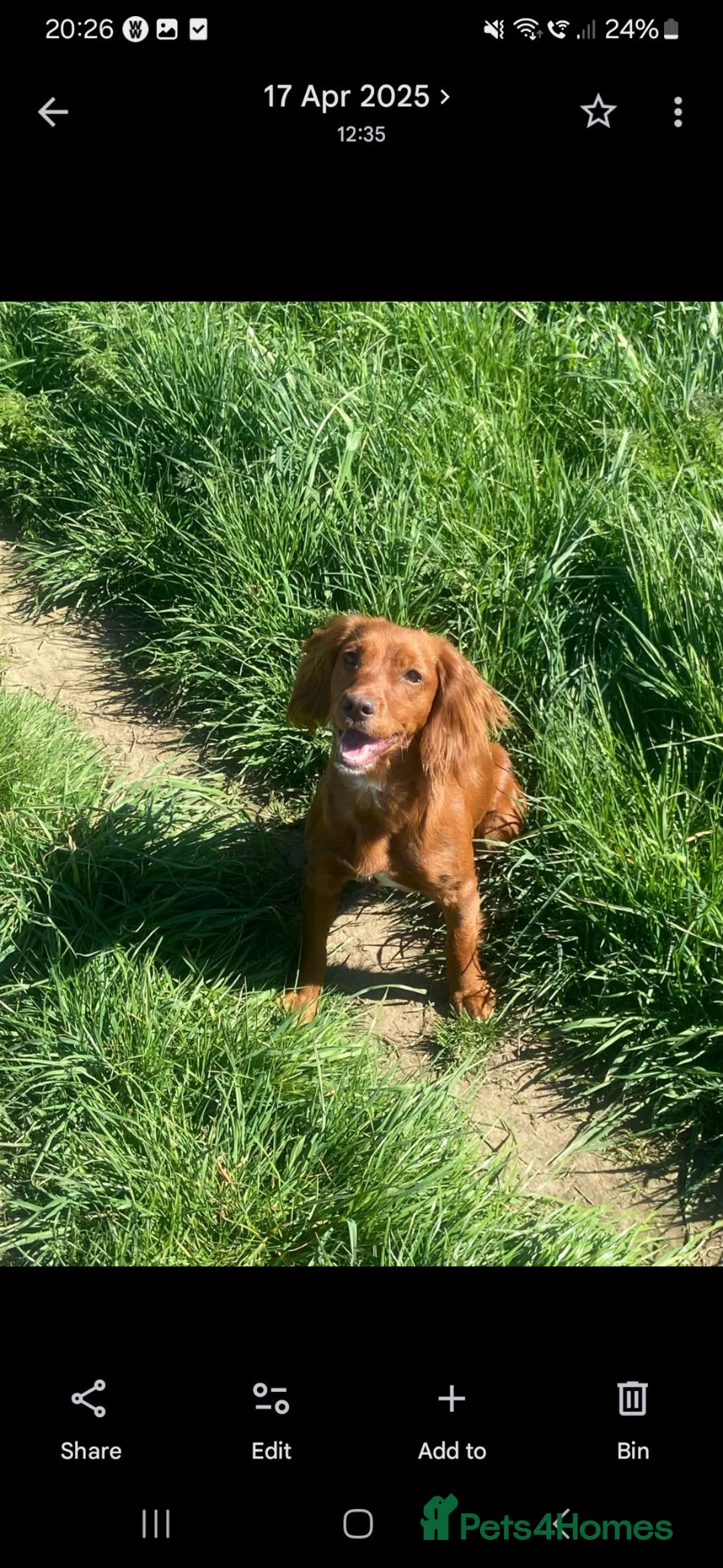 Cocker Spaniel dogs for sale: Working Cocker Spaniels - Advert 29