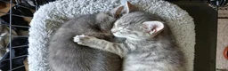 Mixed Breed cats for sale: Three month old kitten in Aberdeen - Advert 7