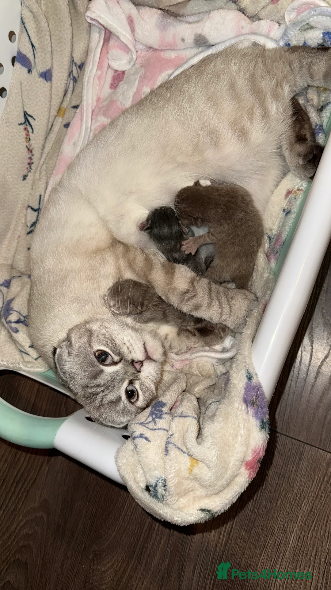 Mixed Breed cats for sale: Scottish Fold × British Shorthair Kittens in Coventry - Advert 2