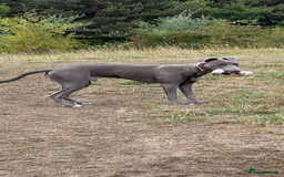 Mixed Breed dogs for sale: Handsome grey Lurcher 9 month old   - Image 18