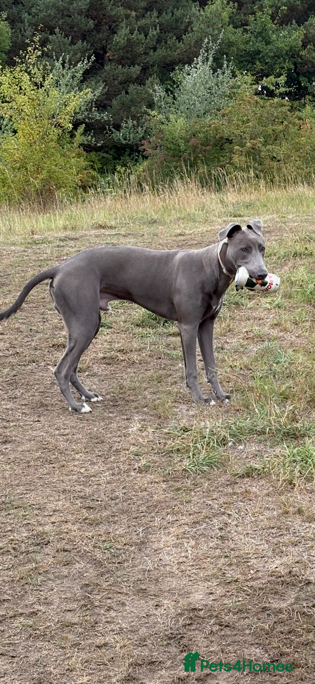 Mixed Breed dogs for sale: Handsome grey Lurcher 9 month old   - Image 18