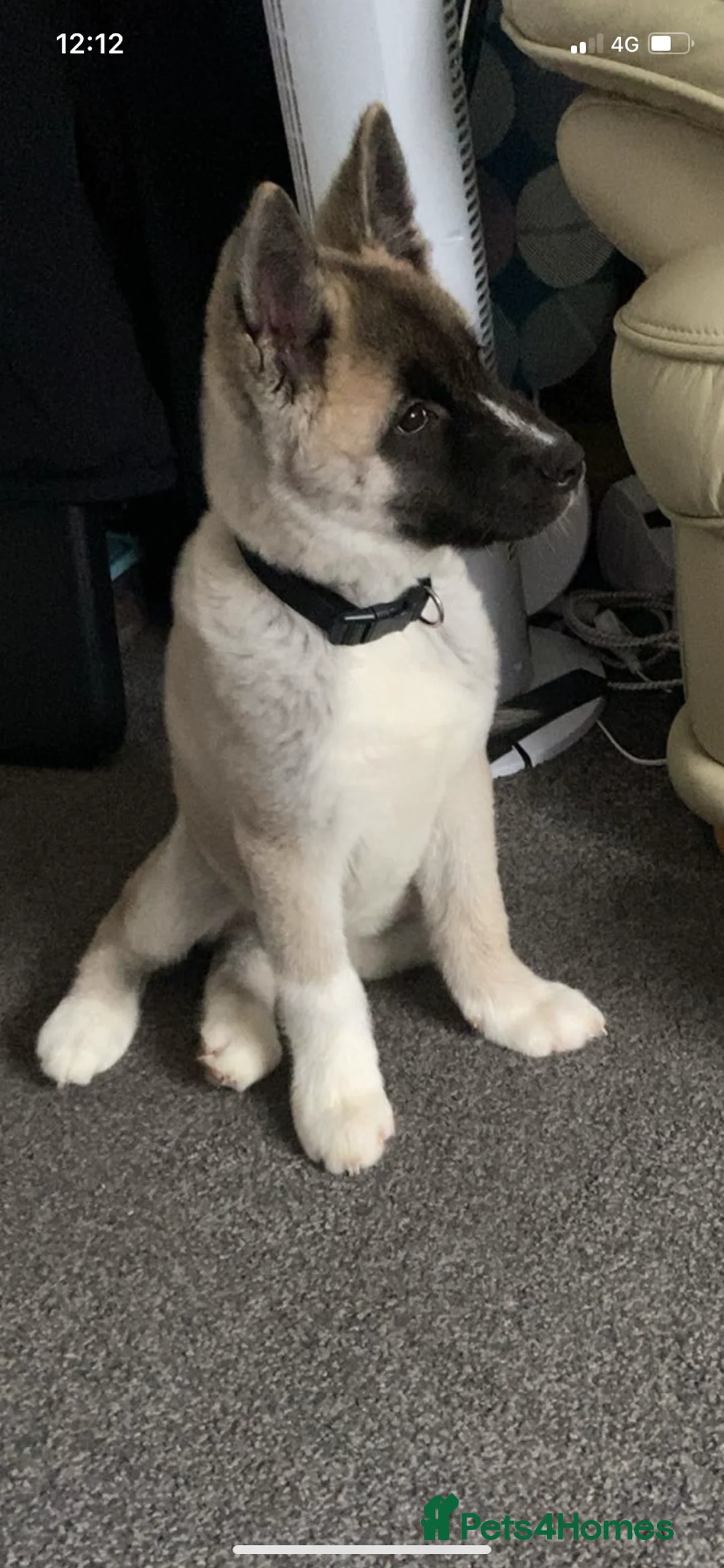 Akita dogs for sale: American Akita - Axel - Advert 2
